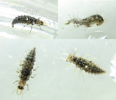 Use with permission from bugguide.net- Larvae molting (clockwise from top left)