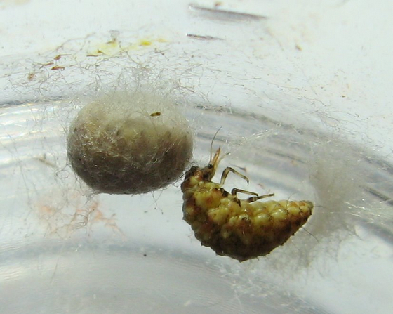 Use with permission from bugguide.net- Fully-developed larvae spinning silk cocoon