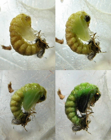 Use with permission from bugguide.net- Some larvae pupated without having completed their cocoons. The tan-colored, freshly molted pupa gradually turns green. (left-to-right and top-to-bottom)