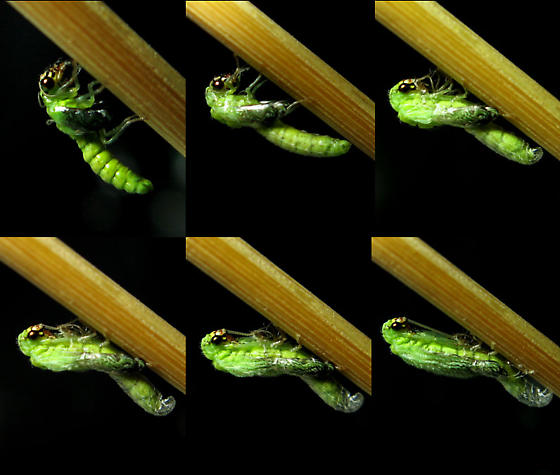 Use with permission from bugguide.net- The mobile pupa in the first image had located a suitable perch. The exuvium is visible in the next image as the thin film over the abdomen. (left-to-right, top-to-bottom)