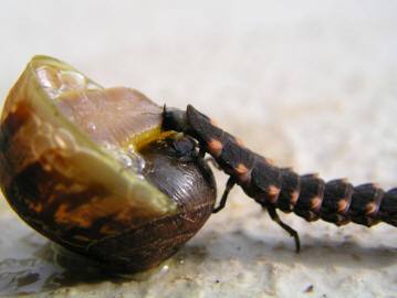 A firefly larva feeding on a snail.