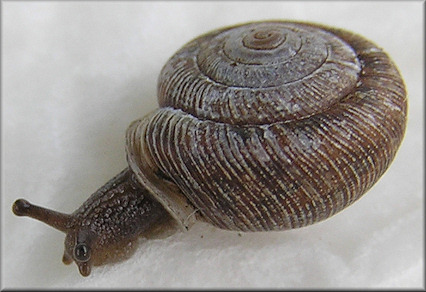 Daedalochila subclausa