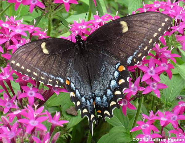 Black female Papilio glaucus