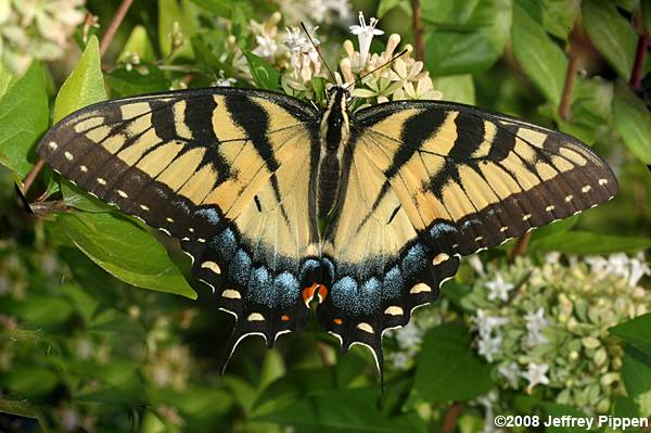 Male Papilio glaucus
