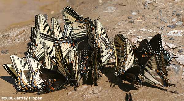 Group of Papilio glaucus drinking from puddle