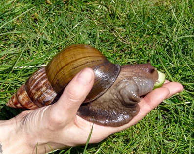 Photo of Giant African land snail, taken by Crystal Ray