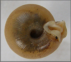 Bottom view of shell. Provided by www.jaxshells.org