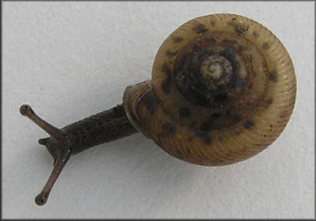 Live specimen of snail. Provided by www.jaxshells.org