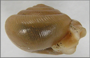 Side view of shell. Provided by www.jaxshells.org