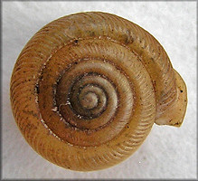 Top view of shell. Provided by www.jaxshells.org