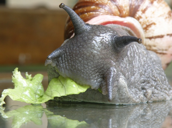 This picture shows  Daedalochila postelliana eating. Picture from http://upload.wikimedia.org/wikipedia/commons/f/f3/Brazilian_Snail.jpg