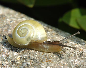 This picture shows a dioecious hermaphroditic snail. Picture from http://www.copyright-free-pictures.org.uk/insects/garden-snail.jpg