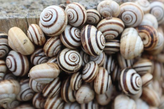 Cluster of snails