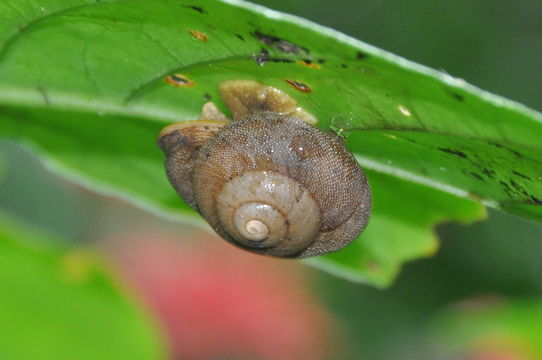 Snail on Leaf