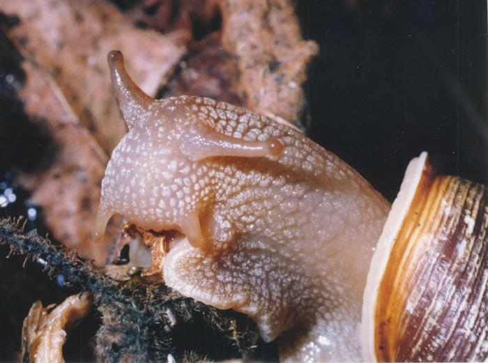 snail teeth