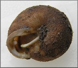 An empty Inflectarius smithi shell with some dark, moist soil stuck in some of the periostracal hairs on the outside of the shell. Photo taken by Bill Frank <http://www.jaxshells.org/alabama.htm>