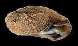 An Inflectarius smithi shell is shown in the picture, periostracal hairs protrude from the shell and the snail itself is pulled into the shell. Ratnasingham, S. & Hebert, P. D. N. <http://www.boldsystems.org/views/taxbrowser.php?taxid=287511>