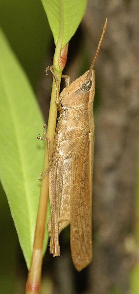 Female Metaleptea brevicornis