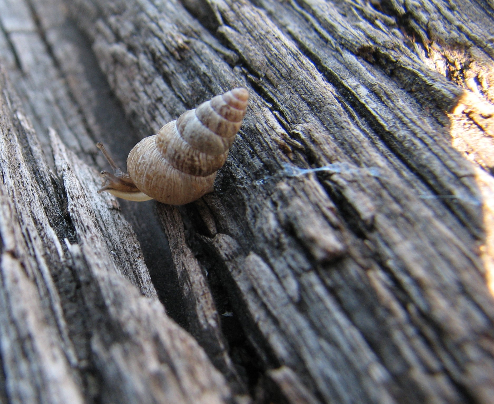 Cochlicella barbara