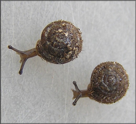 Lobosculum pustula 