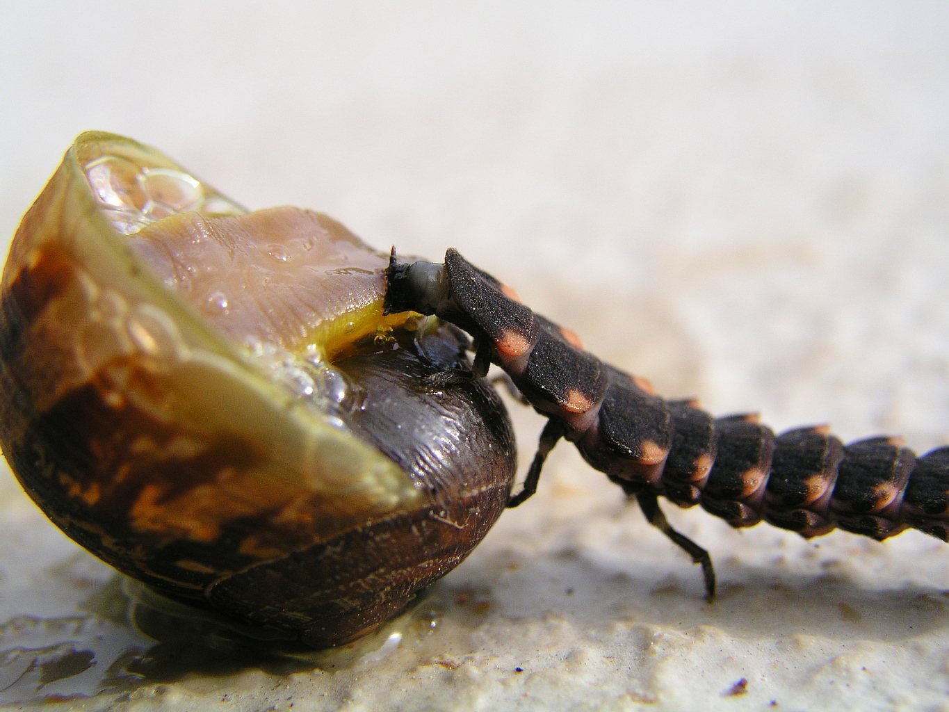 Predation of a land snail