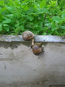 Land snail reproduction. http://en.wikipedia.org/wiki/Land_snail