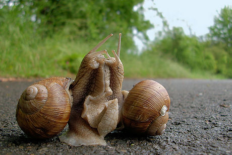 Mating terrestrial snails. Helix pomatia. Taken by Jangle. eol.org.