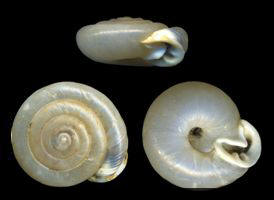 Linisa tamaulipasensis. Taken by Tim Ross. Wikipedia.org. 
