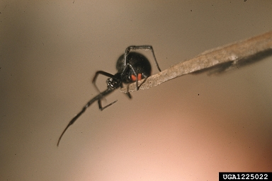 black widow spider, Latrodectus mactans  (Araneae: Theridiidae) - 1225022