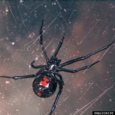 black widow spider, Latrodectus mactans  (Araneae: Theridiidae) - 1236195