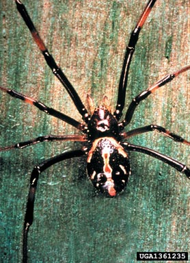 black widow spider, Latrodectus mactans  (Araneae: Theridiidae) - 1361235