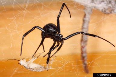 black widow spider, Latrodectus mactans  (Araneae: Theridiidae) - 5389207
