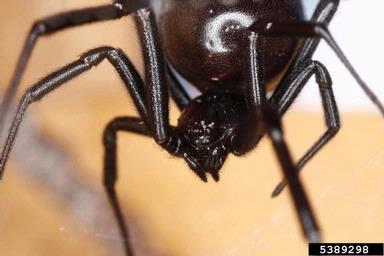 black widow spider, Latrodectus mactans  (Araneae: Theridiidae) - 5389298