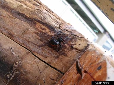 spider, Latrodectus hasselti  (Araneae: Theridiidae) - 5401977
