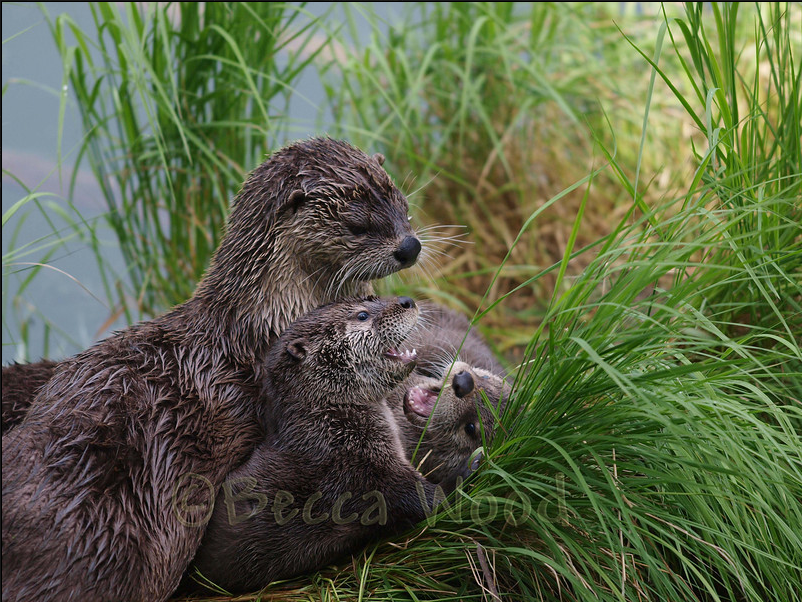 http://www.bwoodphotography.com/Wildlife/Carnivora/North-American-River-Otter/8663167_G3MFCM#!p=1&n=10