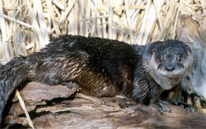 http://dnr.state.il.us/orc/wildlife/furbearers/river_otter.htm