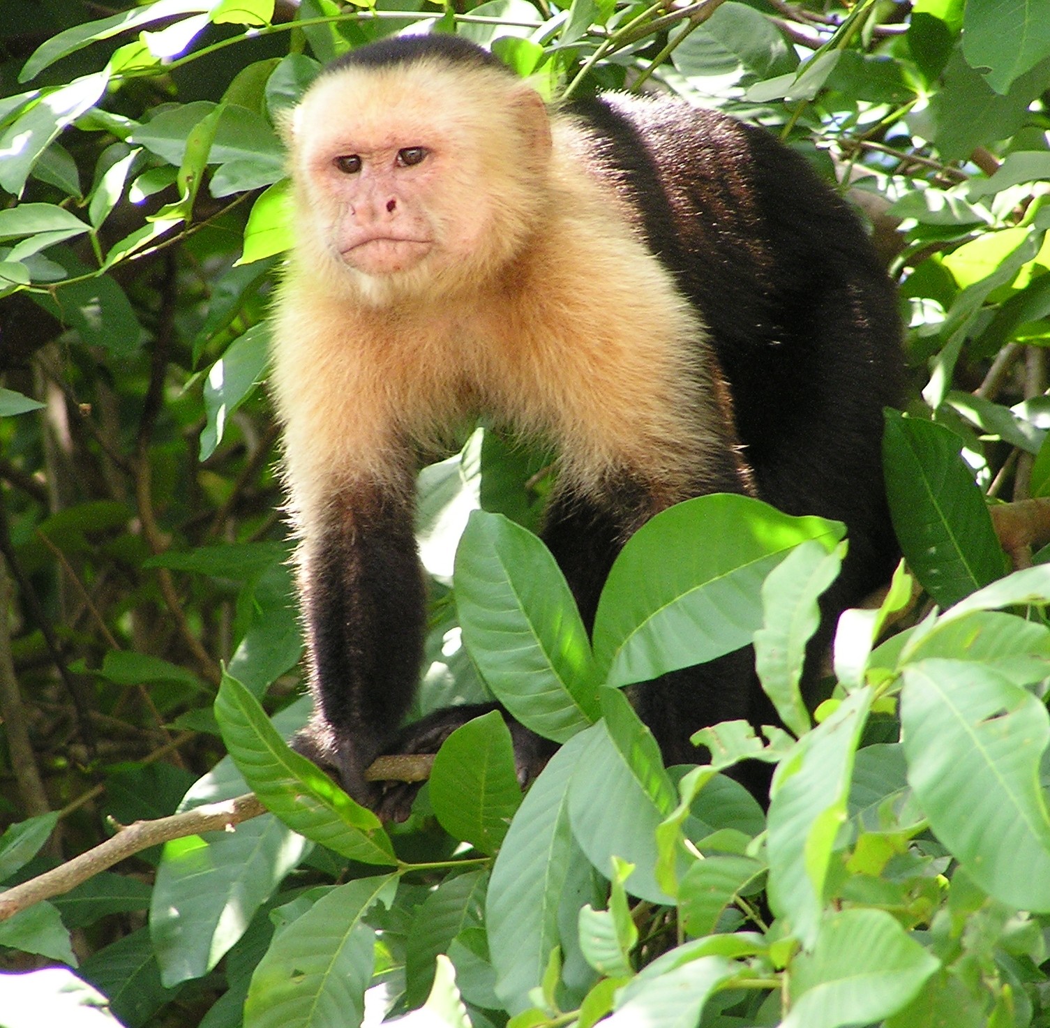 A white-faced capuchin monkey in the forest.