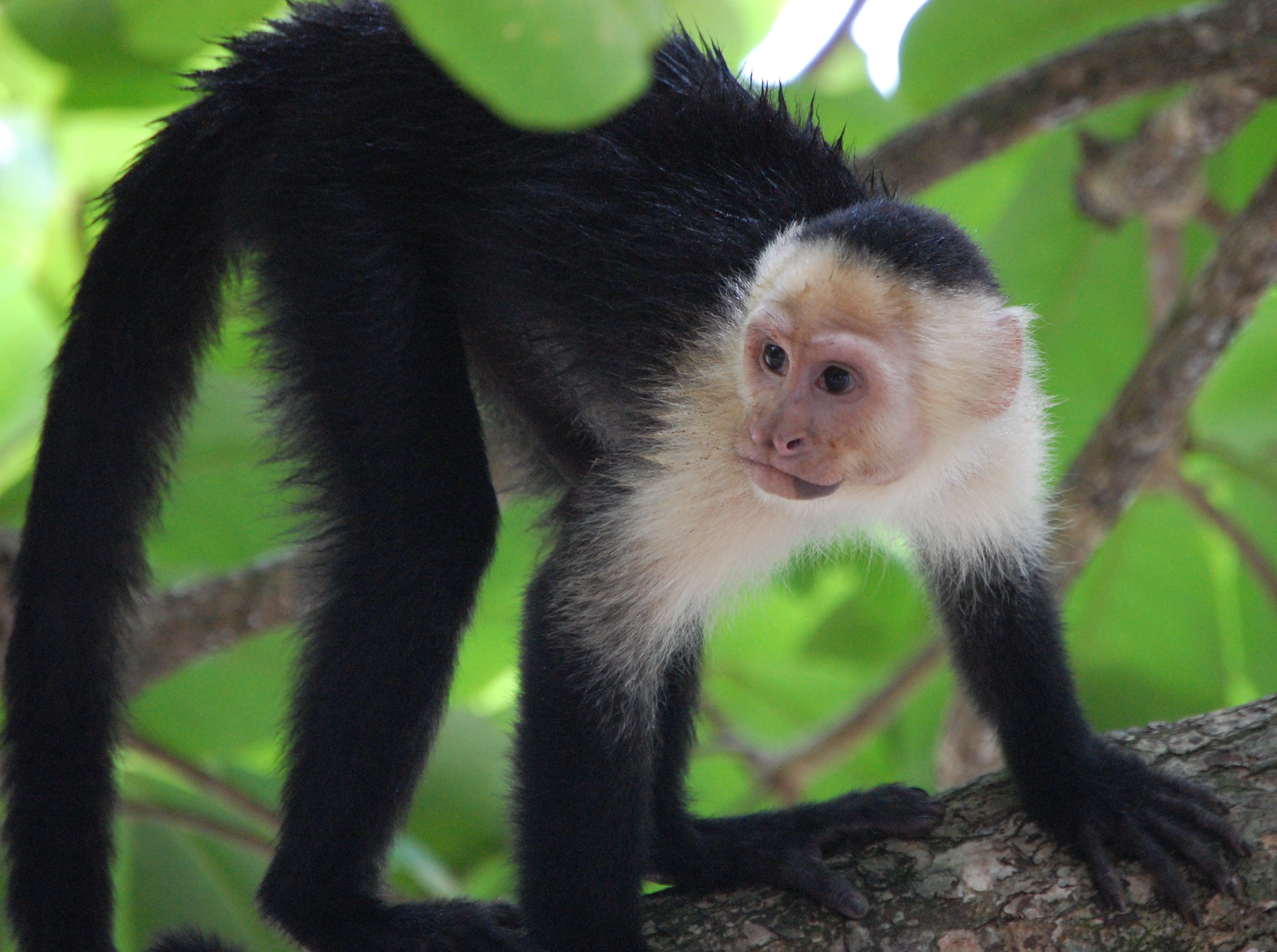 A white-faced capuchin walking through the forest