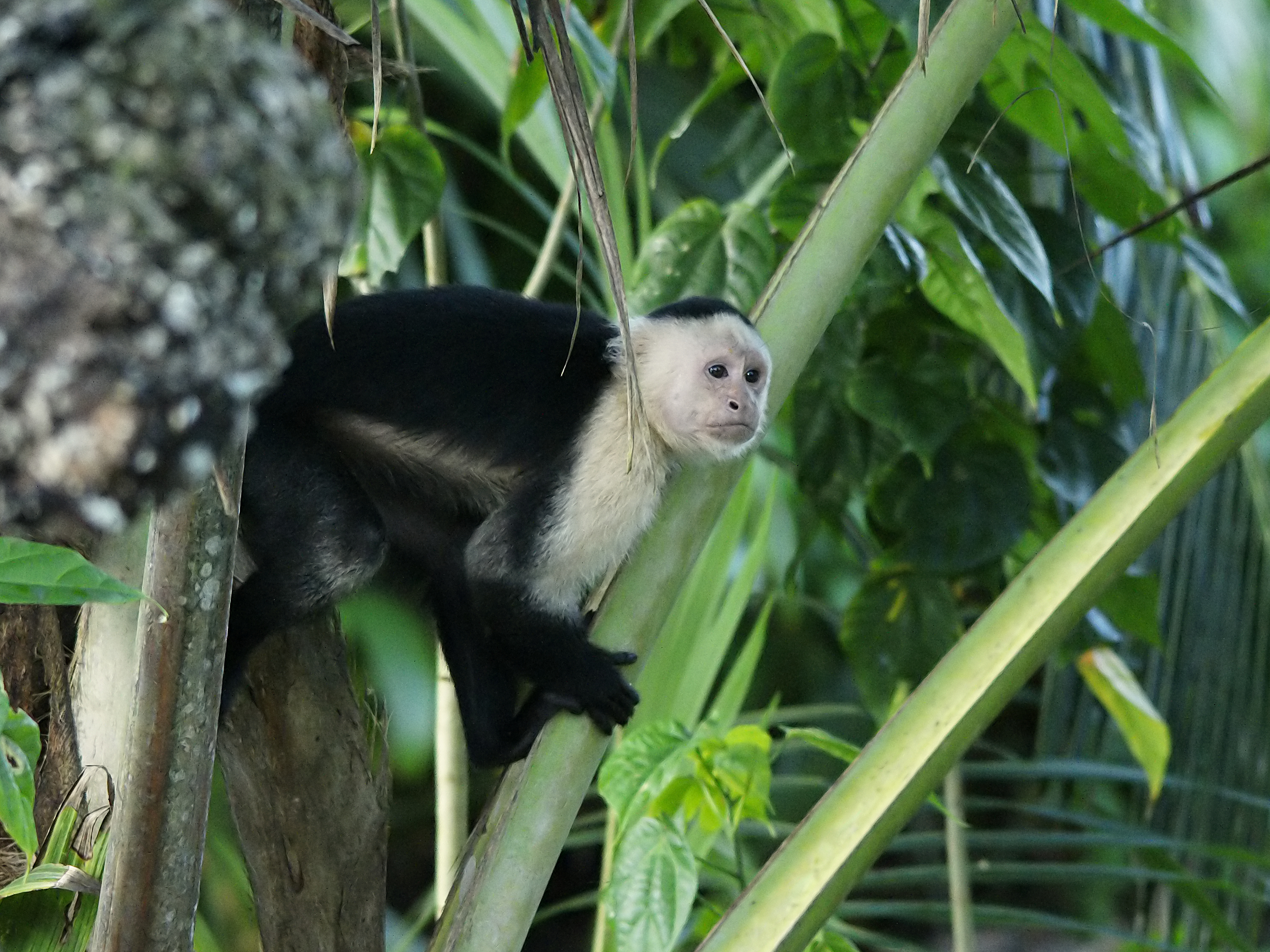 A white-headed capuchin monkey in Costa Rica.