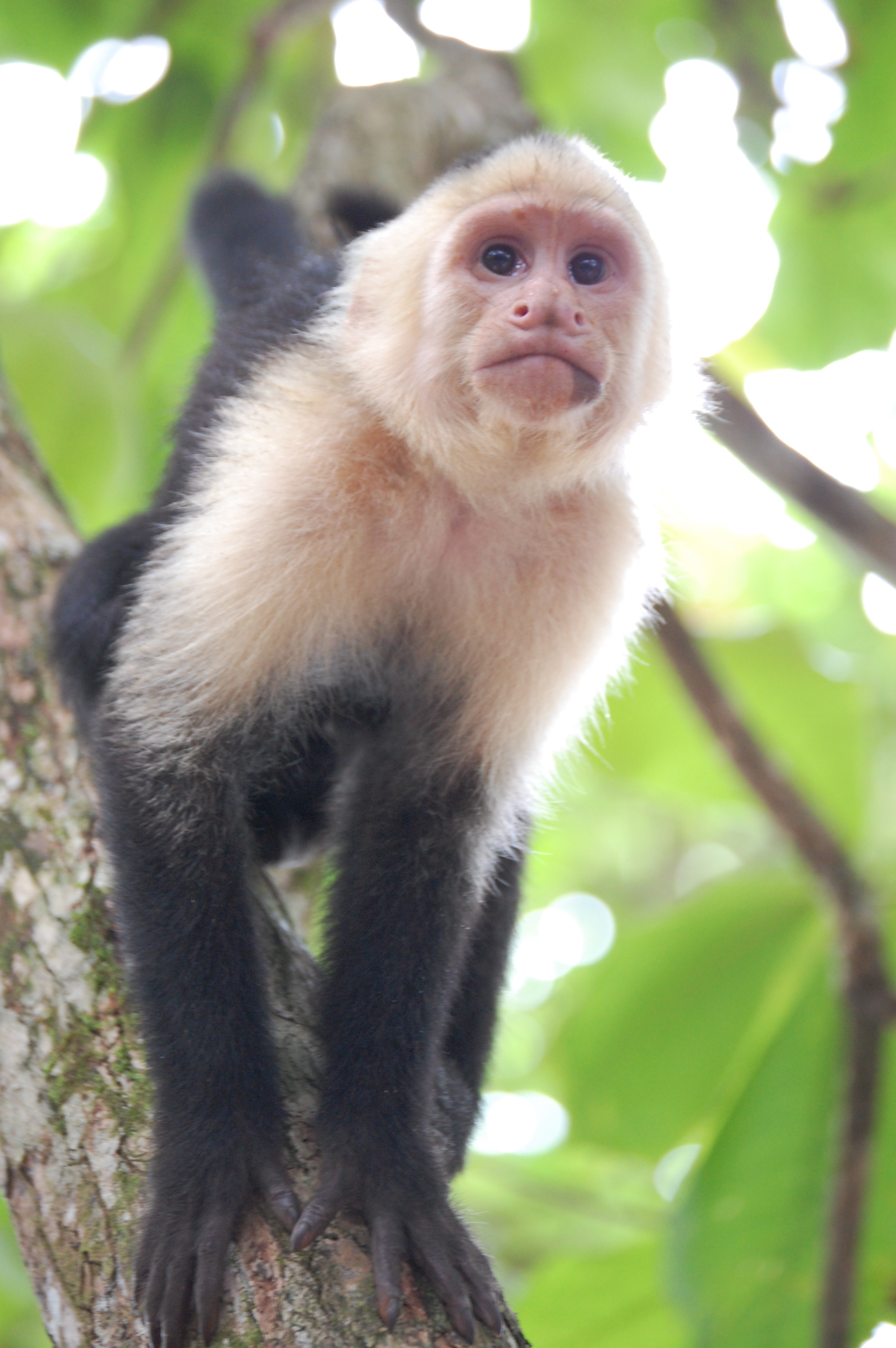 A white-capuchin monkey in Costa Rica