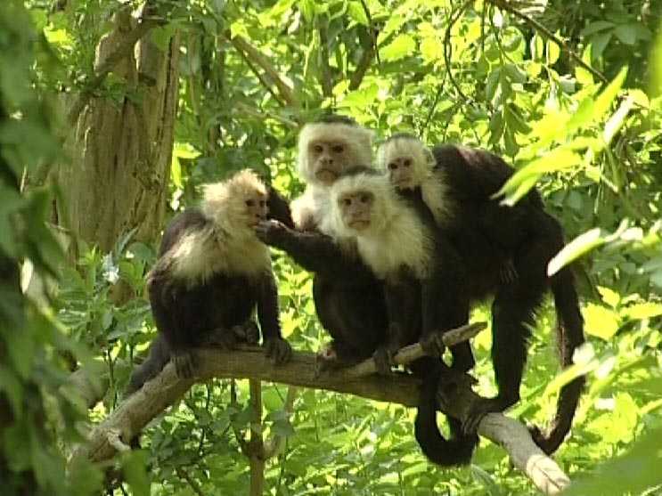 A group of white-faced capuchin monkeys.