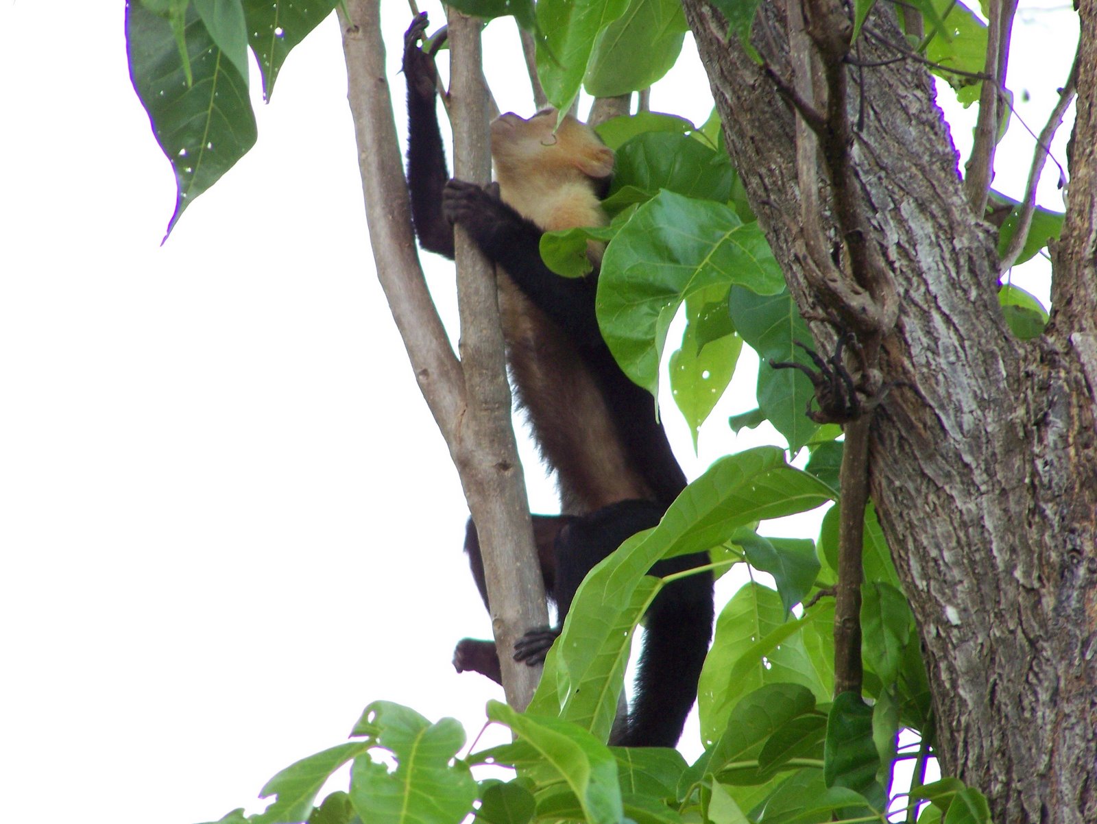 A white-faced capuchin monkey in the trees. 