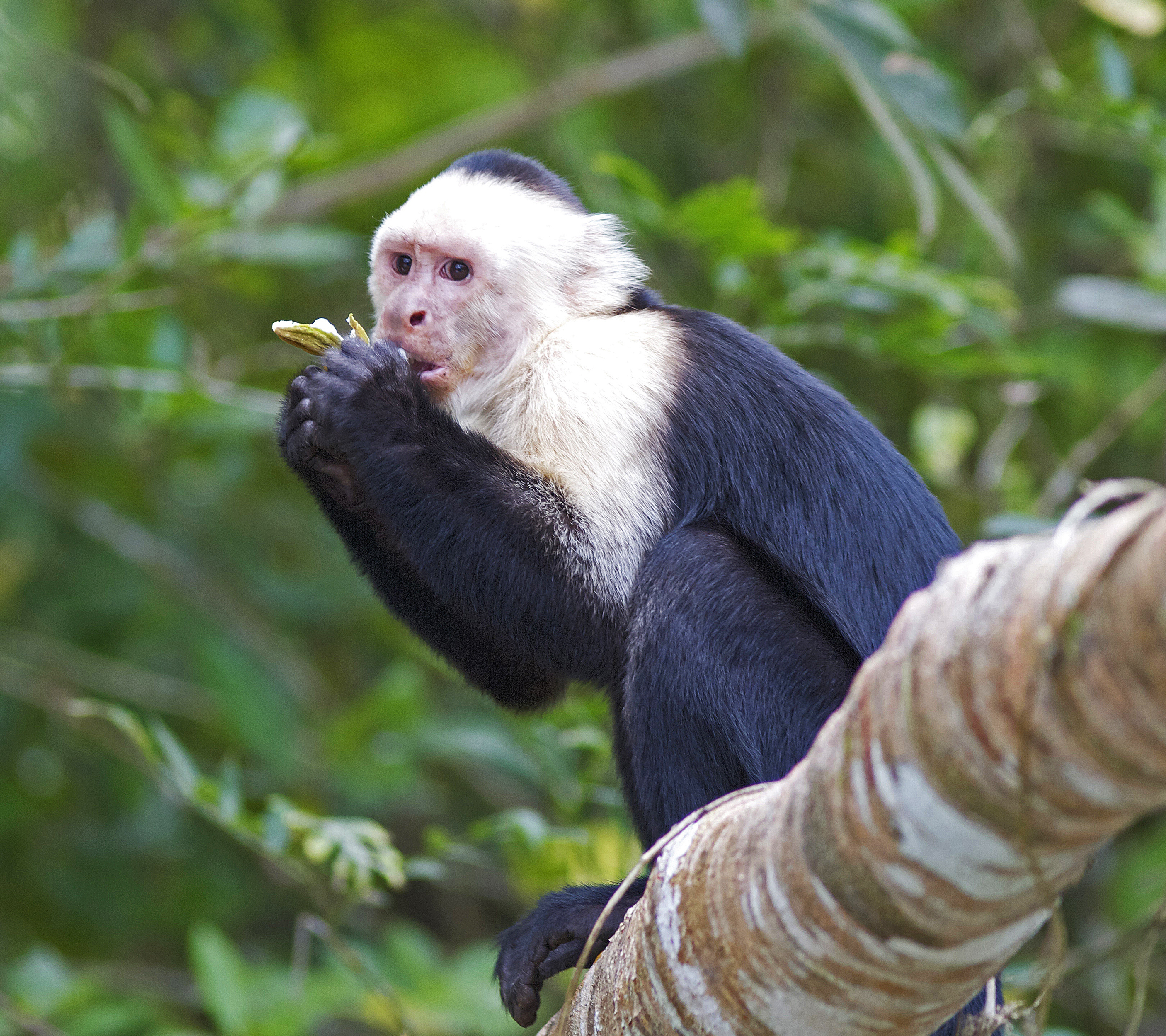 A white-faced capuchin monkey eating