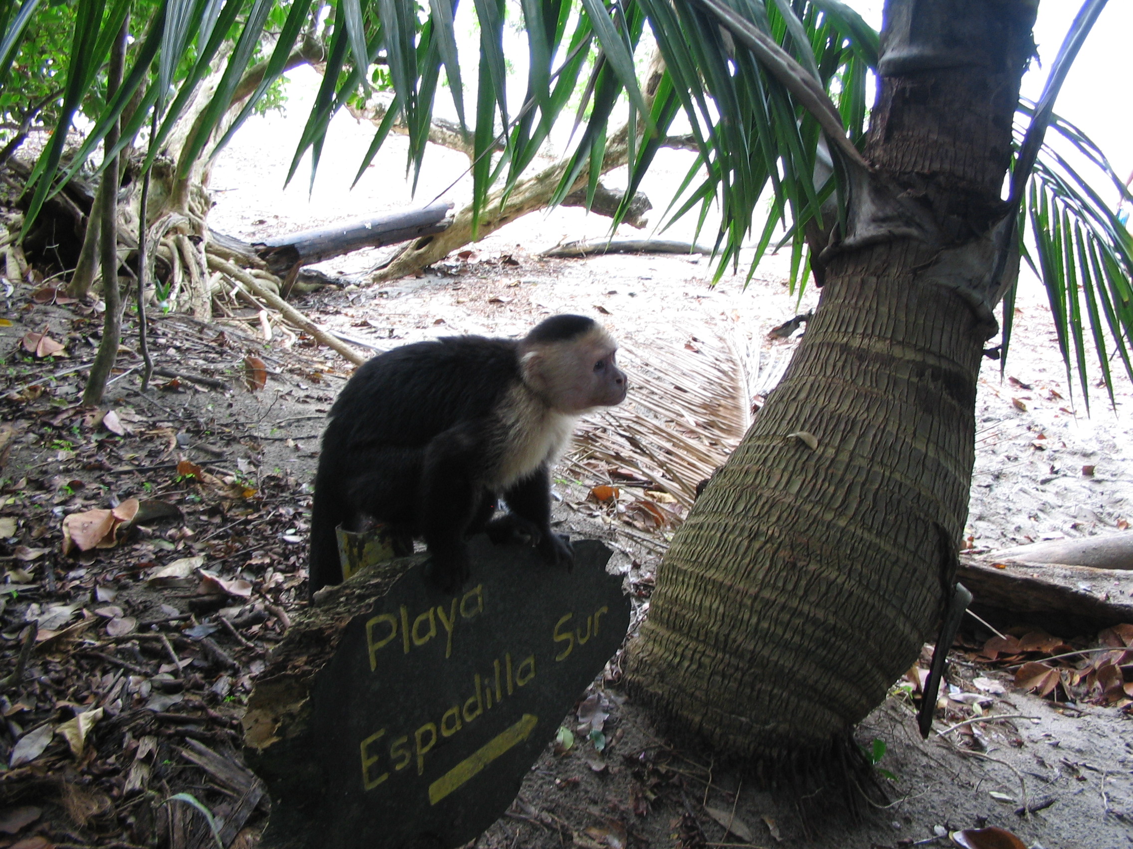 White-faced capuchin monkey on a park sign.