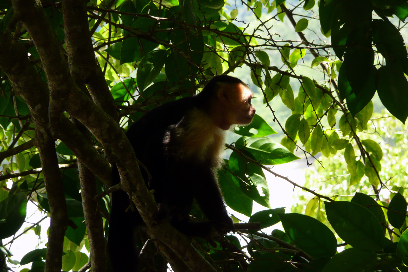 A white-faced capuchin in its natural habitat