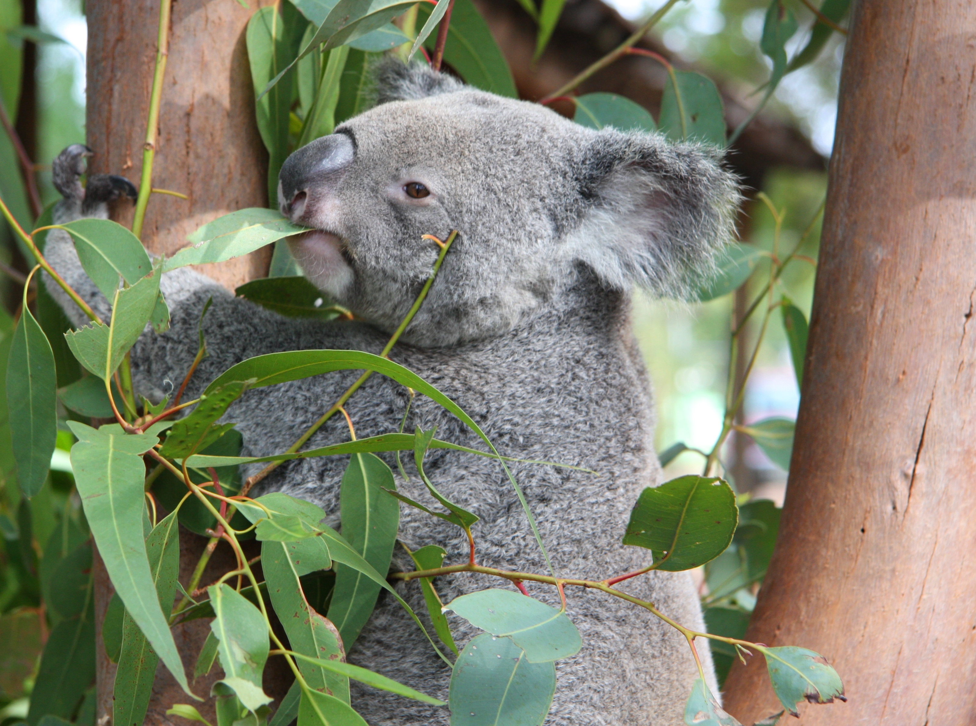 10 Interesting facts about koalas, WWF-Australia, 10 Interesting facts  about koalas