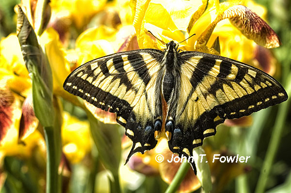 Canadian Tiger Swallowtail looking for food, photo used with permission from John Fowler