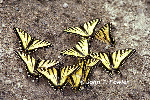 Canadian Tiger Swallowtails, photo used with permission from John Fowler.