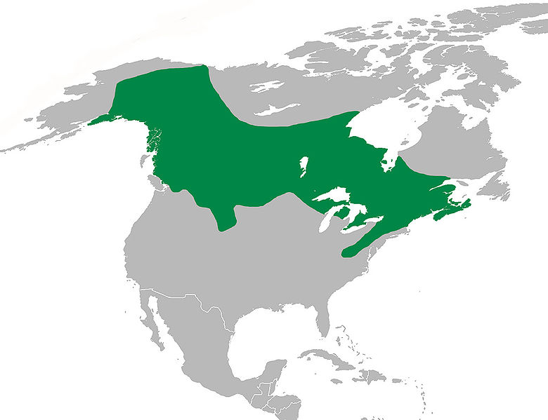 Canadian tiger swallowtail range in North America, map from Wikipedia