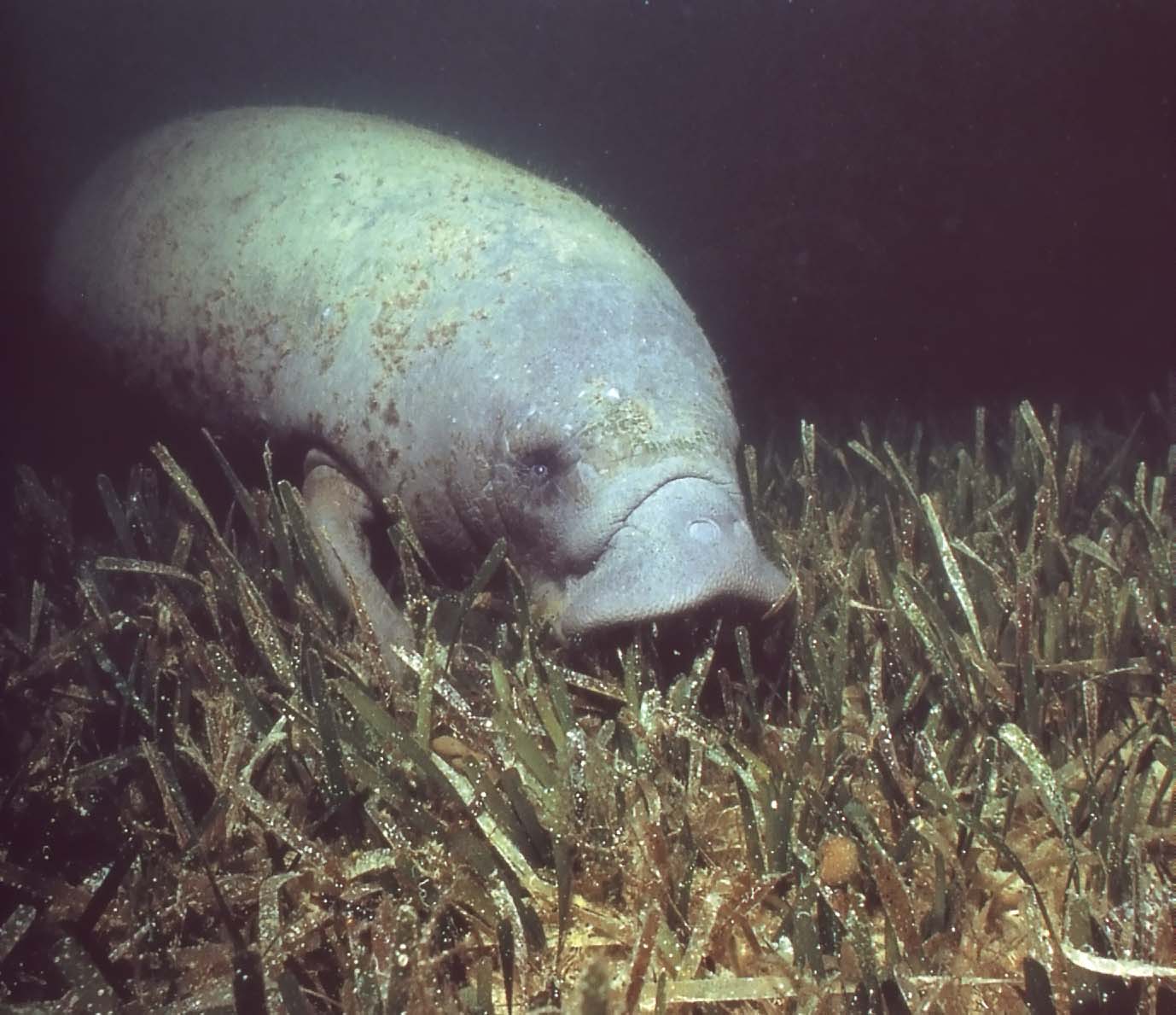 Trichecus manatus grazing on sea floor. Photo provided by University of Central Florida
